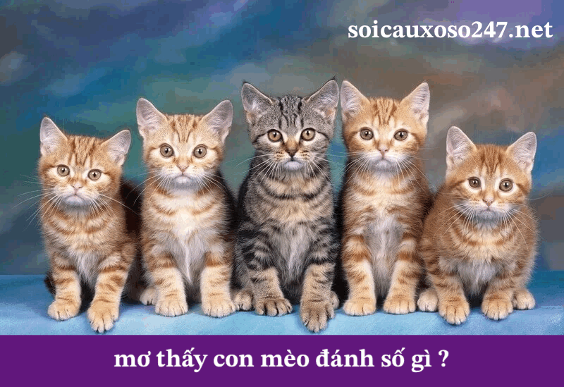 mơ thấy con mèo đánh số gì